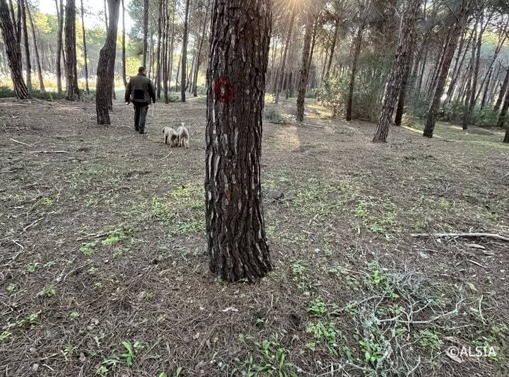 Tartufaia controllata, “mente il presidente Bardi o l’Ufficio Foreste?”