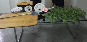 VALSINNI: I CARABINIERI SEQUESTRANO 26 PIANTE DI MARIJUANA 