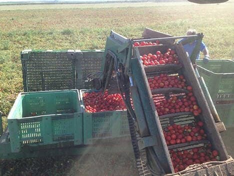 Pomodoro da industria, Cia Agricoltori: “servono misure per garantire reddito ai produttori”