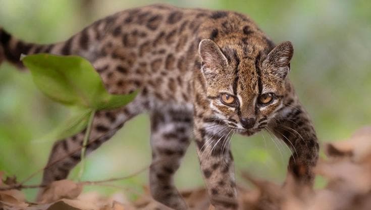 In Bolivia, identificato il gatto tilcayo: una nuova specie di felino dopo più di cento anni